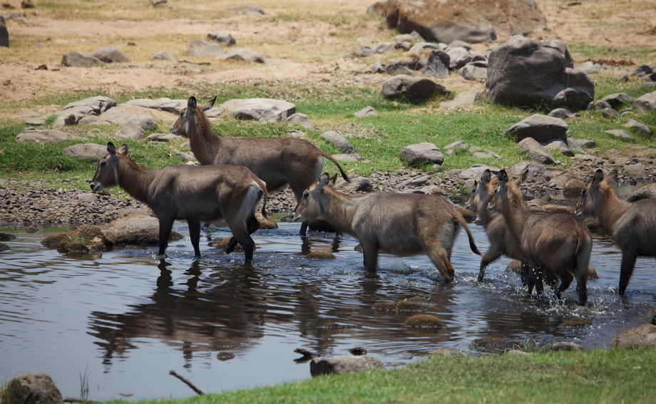 Water Buck crossing The Great Ruaha River