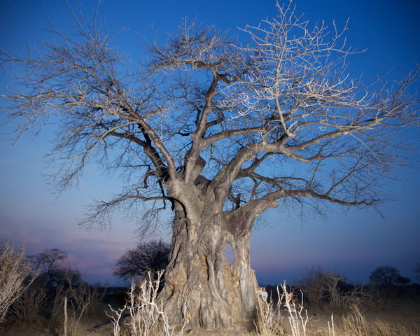 Friends of Ruaha Society