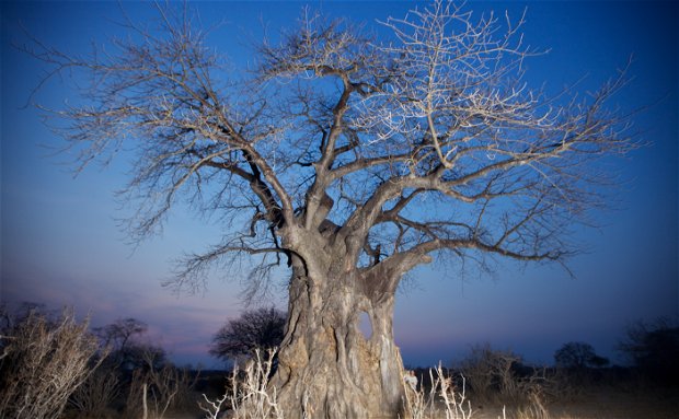 Baobab tree in Ruaha National Park, Tanzania