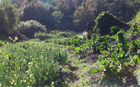 Vegetable Garden in Mufindi