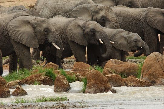Elephants spotted at Ruaha River Lodge run by Foxes Safari Camps in Tanzania