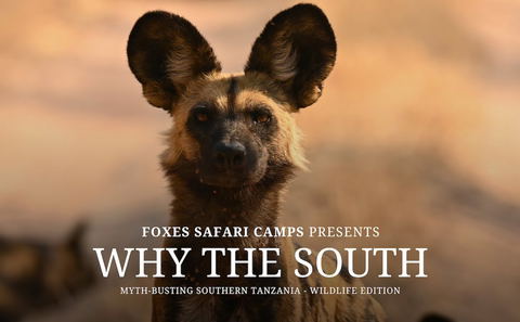 Why the South - Wildlife Edition