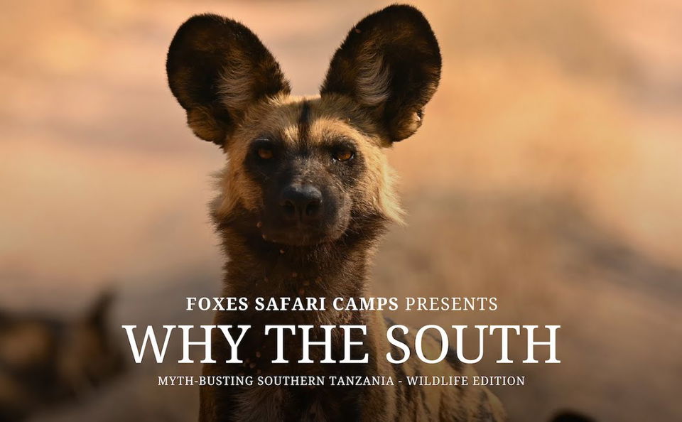 Why the South - Wildlife Edition