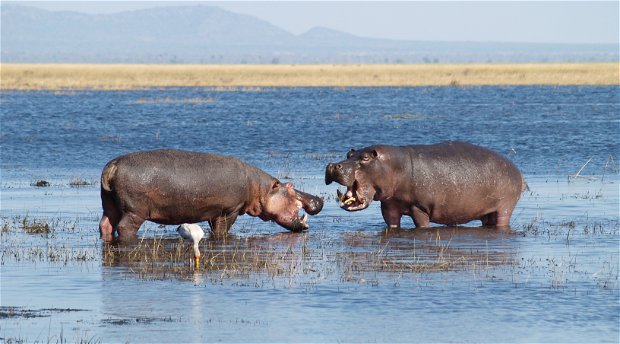 Hippos fighting in Katavi National Park