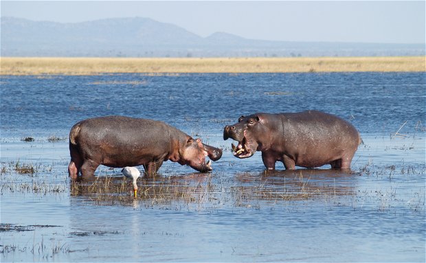 Hippos fighting in Katavi National Park