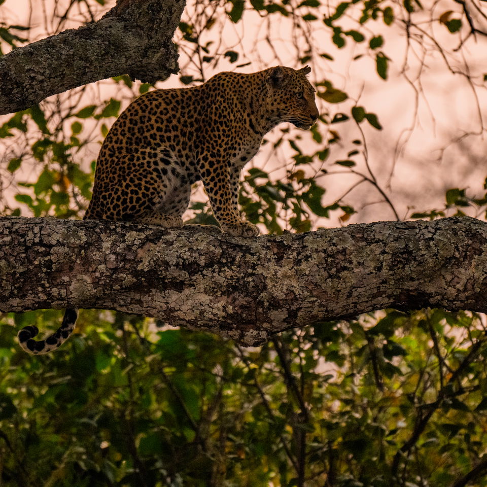 leopard, katavi national park, tanzania