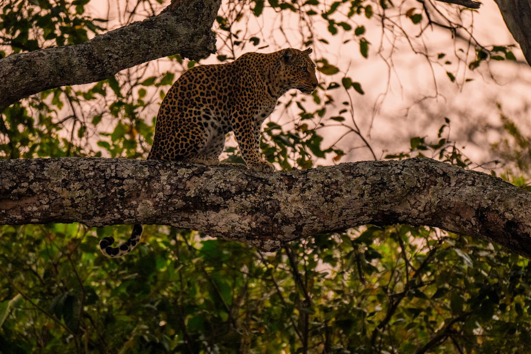 leopard, katavi national park, tanzania