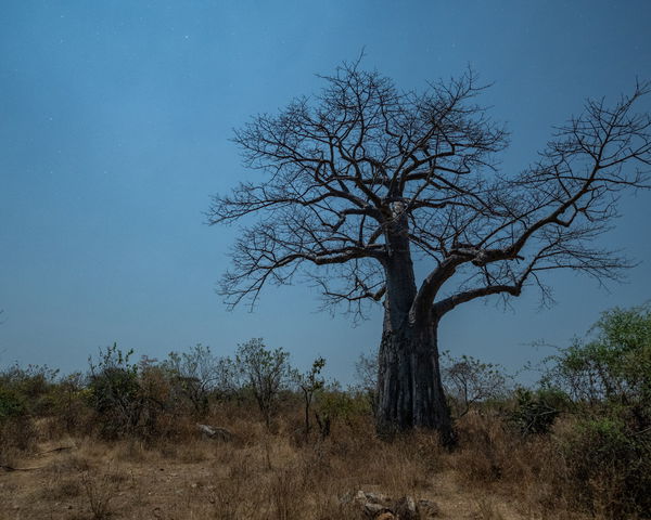 Friends of Ruaha Society