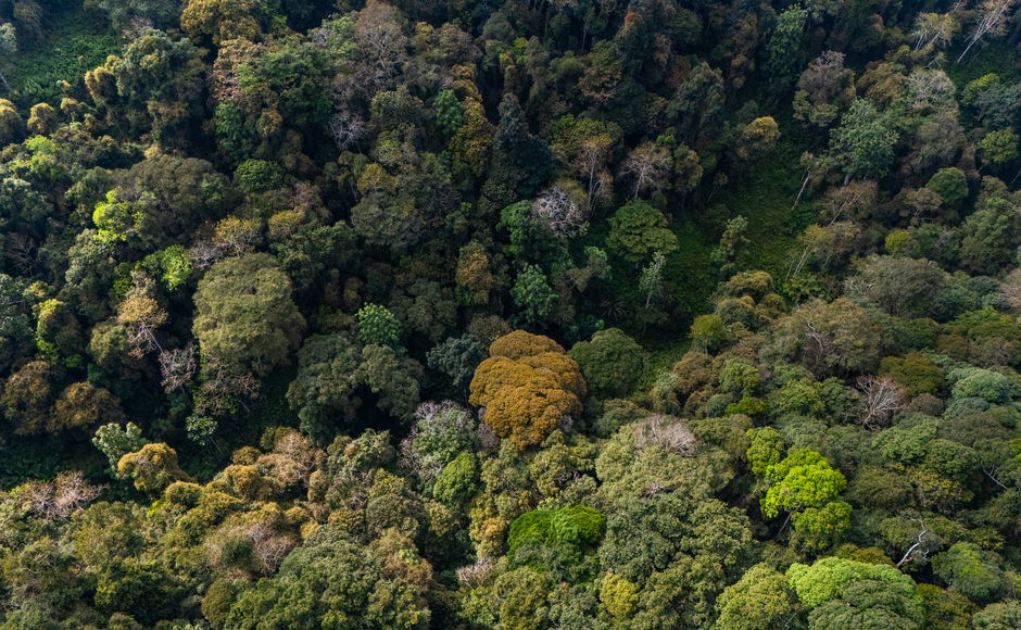 Planting trees for carbon sequestration