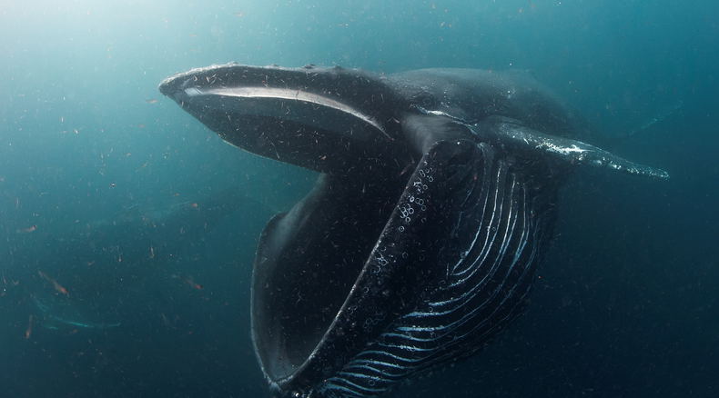 Humpback in Hout Bay, Underwater Photographer of the Year 2017 photo exhibition Humpback in Hout Bay, Underwater Photographer of the Year 2017 photo exhibition