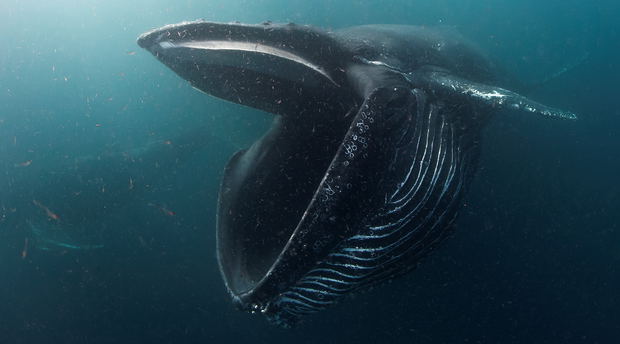 Humpback in Hout Bay, Underwater Photographer of the Year 2017 photo exhibition