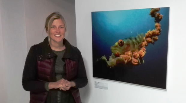 Underwater Photographer of the Year 2017, Compact Cameras : WINNER, I’ve got my eye on you!, Jenny Stromvoll, (Mozambique) Mozambique, Frekkie, Indian Ocean Chavonnes Battery Underwater Photographer of the Year 2017, Compact Cameras : WINNER, I’ve got my eye on you!, Jenny Stromvoll, (Mozambique) Mozambique, Frekkie, Indian Ocean Chavonnes Battery