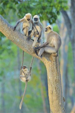 A swinging time. © Thomas Vijayan, NHM, WYP, WYPSA, Chavonnes Battery Museum