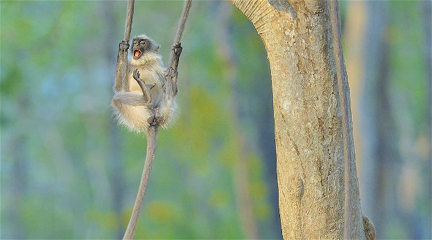 A swinging time. © Thomas Vijayan, Natural History Museum, Chavonnes Battery Museum