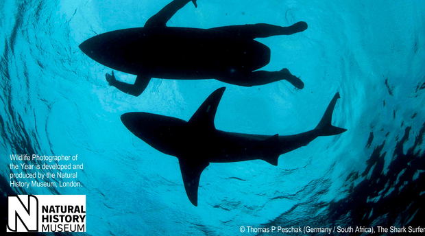 Shark Surfer, Wildlife Photographer of the Year 2015, Cape Town, exhibition
