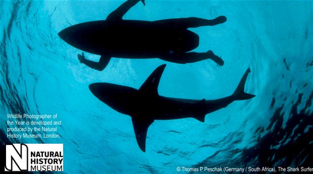 Shark Surfer, Wildlife Photographer of the Year 2015, Cape Town, exhibition Shark Surfer, Wildlife Photographer of the Year 2015, Cape Town, exhibition