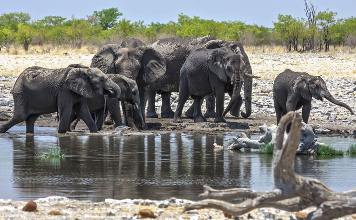 3 Day Etosha Wildlife Tour