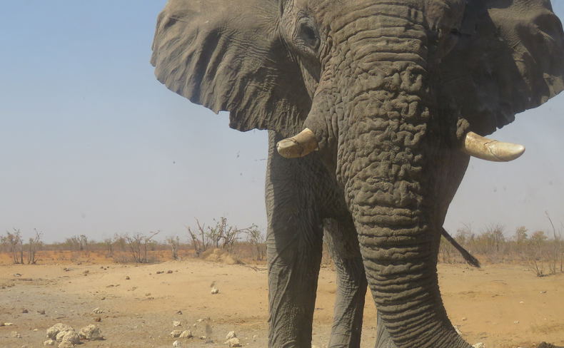Elephant Bull Elephant Bull