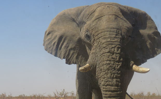 Elephant Bull Elephant Bull
