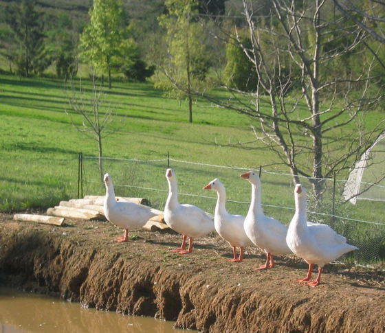 luxury family farm hideaway and country retreat with day spa and restaurant in swellendam western cape south africa