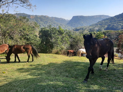 Visiting Horses from Wildest Coast Journey by Horse