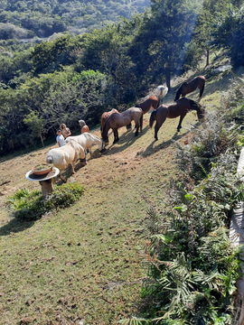 Our guests and their horses