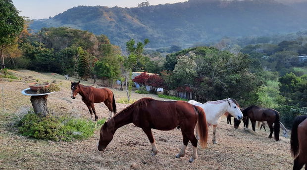 Visiting Horses from Wildest Coast Journey by Horse