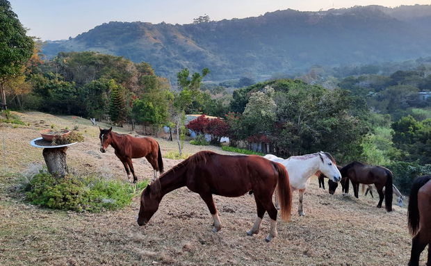 Visiting Horses from Wildest Coast Journey by Horse