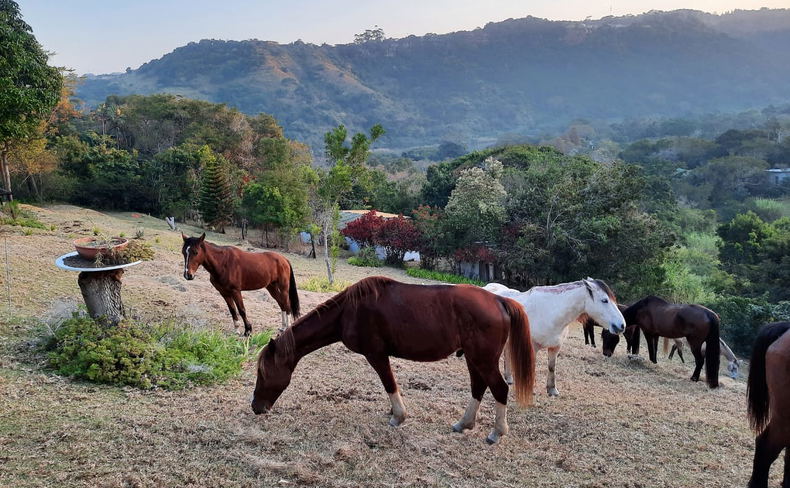 Visiting Horses from Wildest Coast Journey by Horse