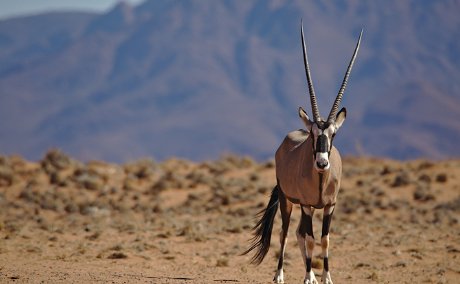 namibia oryx tour safari bespoke africa holiday travel find about journey planning plan