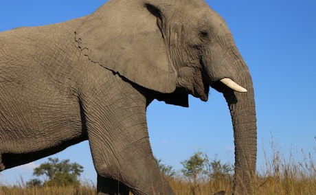 Elephant Care Association of South Africa, ECASA, welfare Elephant Care Association of South Africa, ECASA, welfare