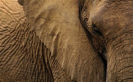 Elephant Care Association of South Africa, ECASA, Image Aimee Vogelasang via Unsplash