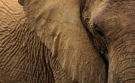 Elephant Care Association of South Africa, ECASA, Image Aimee Vogelasang via Unsplash Elephant Care Association of South Africa, ECASA, Image Aimee Vogelasang via Unsplash