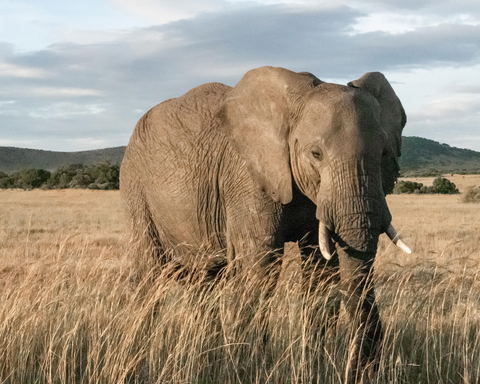Elephant Care Association of South Africa, ECASA, Image by El Carito via Unsplash