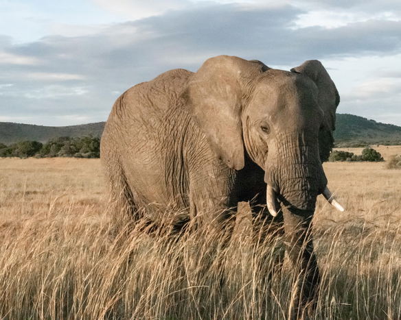Elephant Care Association of South Africa, ECASA, Image by El Carito via Unsplash