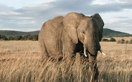 Elephant Care Association of South Africa, ECASA, Image by El Carito via Unsplash Elephant Care Association of South Africa, ECASA, Image by El Carito via Unsplash