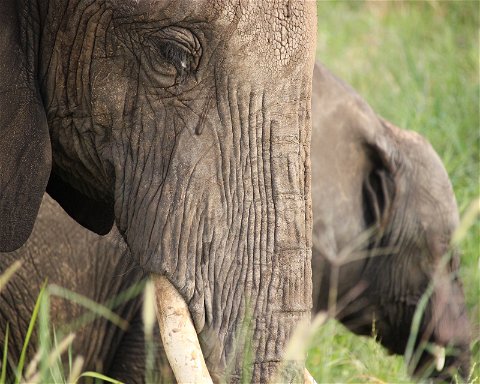 African elephant. Photo by Fabrizio Frigeni on Unsplash