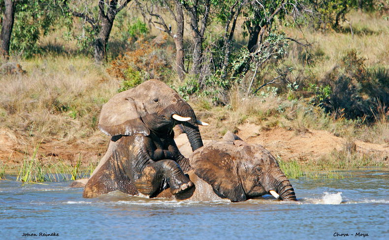 Adventures with Elephants, ECASA, Elephant Care Association of South Africa Adventures with Elephants, ECASA, Elephant Care Association of South Africa