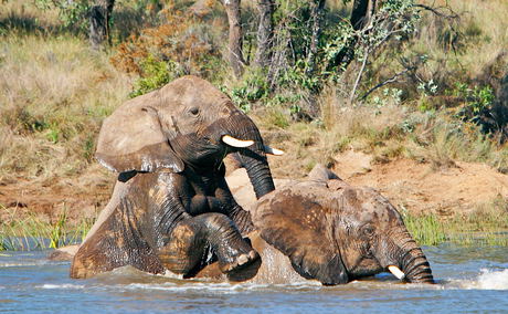 Adventures with Elephants, ECASA, Elephant Care Association of South Africa