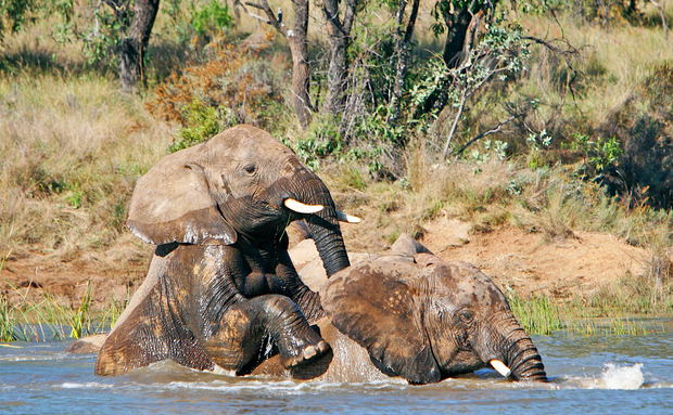 Adventures with Elephants, ECASA, Elephant Care Association of South Africa Adventures with Elephants, ECASA, Elephant Care Association of South Africa