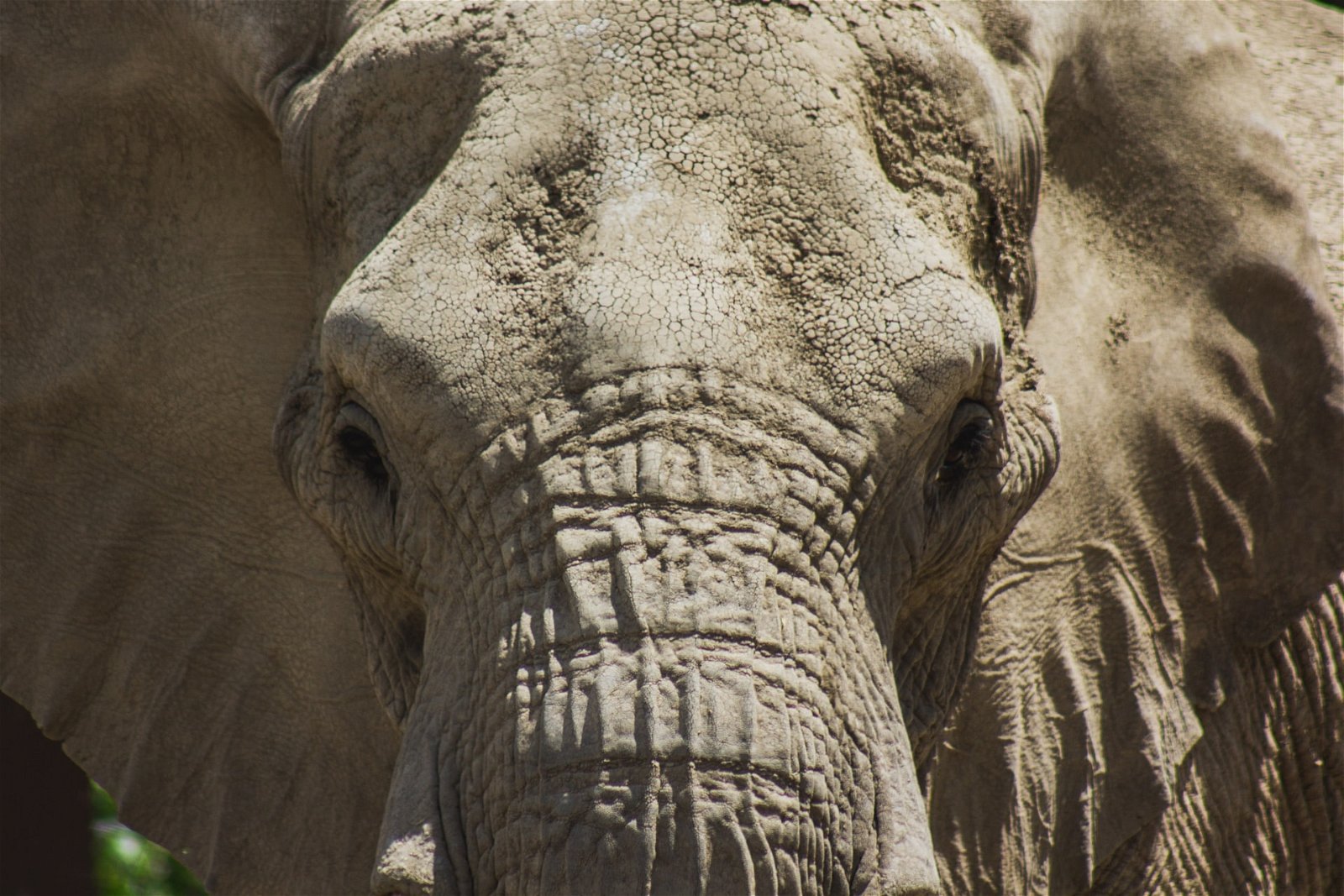 Elephant Care Association of South Africa, ECASA, Image John Matychuk via Unsplash