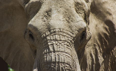 Elephant Care Association of South Africa, ECASA, Image John Matychuk via Unsplash Elephant Care Association of South Africa, ECASA, Image John Matychuk via Unsplash