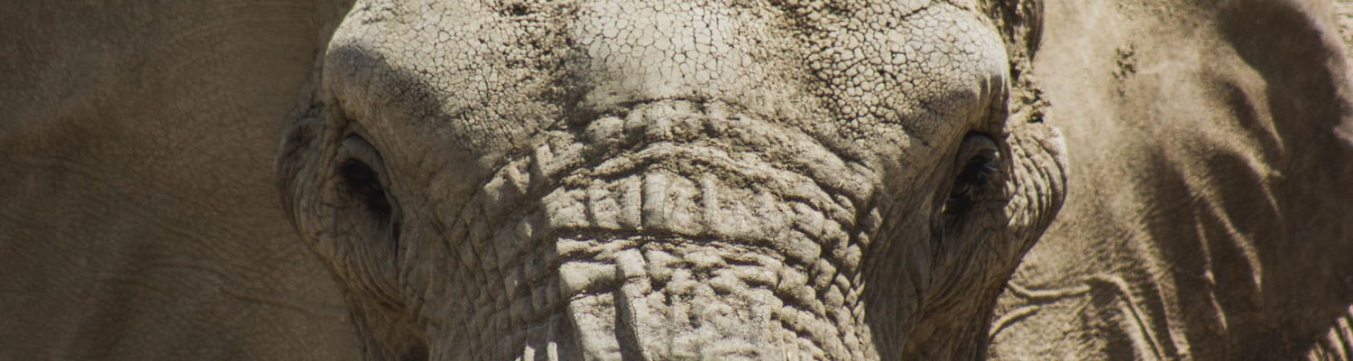Elephant Care Association of South Africa, ECASA, Image John Matychuk via Unsplash