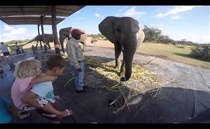 Adventures with Elephants, Bela-Bela