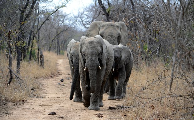 African elephant. Photo by Simon Greenwood on Unsplash