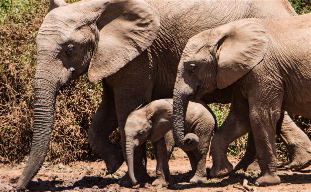 Elephant Care Association of South Africa. Image: Tobin Rodgers via Unsplash