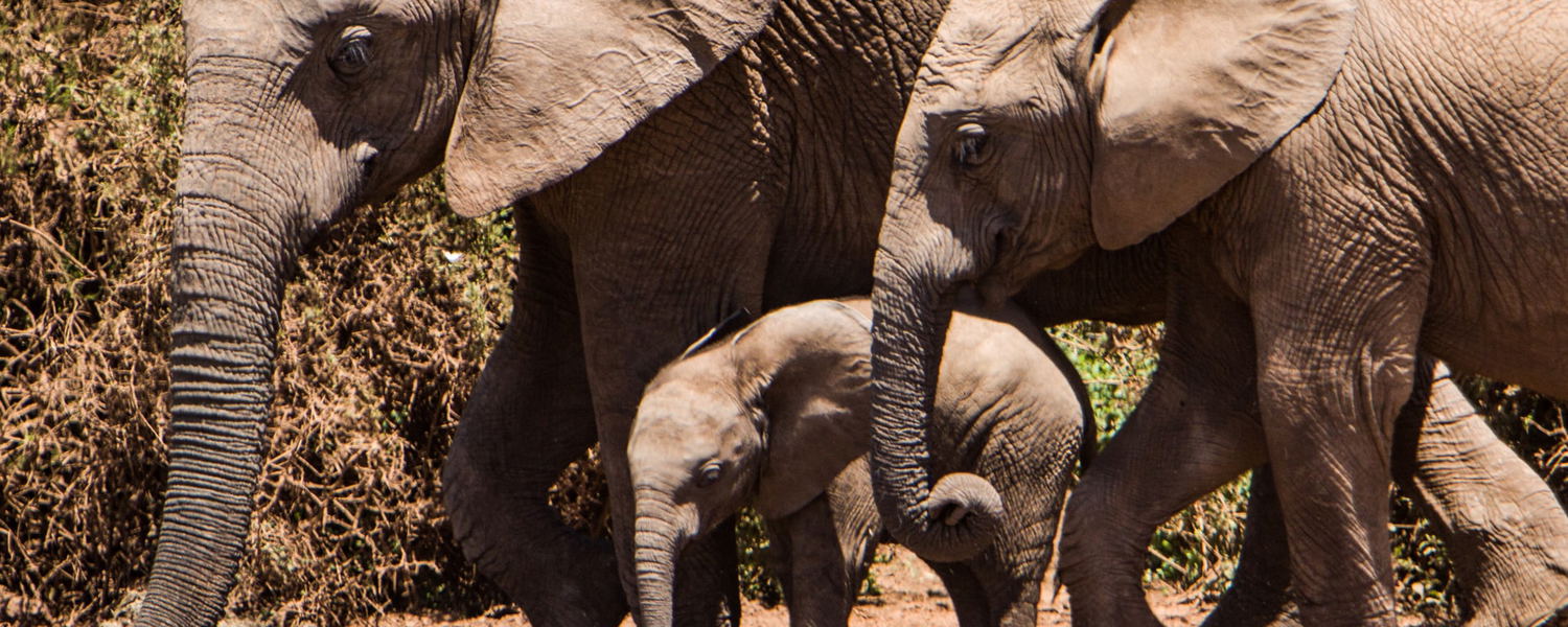 Elephant Care Association of South Africa. Image: Tobin Rodgers via Unsplash