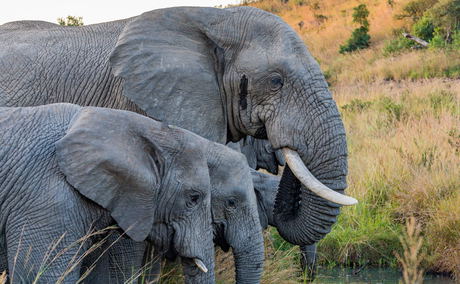 African elephant. Photo by Zachary Pearson on Unsplash African elephant. Photo by Zachary Pearson on Unsplash