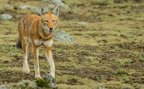 bale mountains national park ethiopia simien eco tours