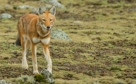 bale mountains national park ethiopia simien eco tours bale mountains national park ethiopia simien eco tours